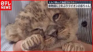 【2年ぶり】ライオンの赤ちゃんが誕生  大分・アフリカンサファリ