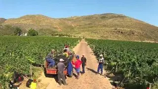 Harvesting of the 2016 Grand Duc Chardonnay &ndash; February, 2016
