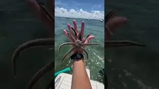 Star fish has 9 arms!! #starfish #nature #saltwater
