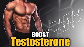The 4 Pillars of Testosterone (Increase Testosterone Naturally)
