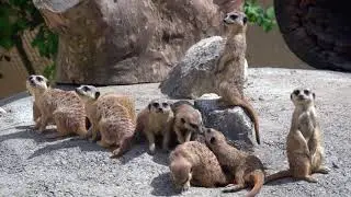 #Mongoose baby//#short funny video#funny