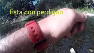 Rio sil, &uacute;ltimas truchas de la temporada