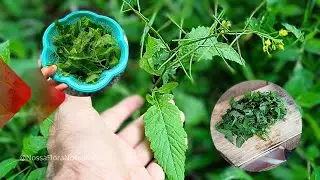Agri&atilde;o-amarelo (Rorippa indica): Veja os BENEF&Iacute;CIOS