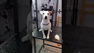 Грумерский блог день первый. #doggroom #блог #грумингсобак  #шортс #shorts