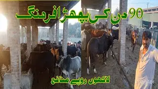 90 dinki Bachra Farming , Dikhan Biggest  Bachra Farm, Bachra Farming Business #farming #business