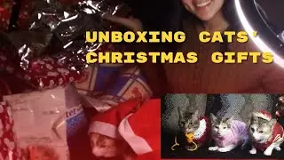 Unboxing cats' christmas gifts #calicocat #Unboxinggifts #Christmas