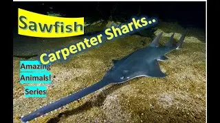 Sawfish facts 🦈 Carpenter Shark 🦈 are they among the largest fish 🐠 🙋&zwj;♂️