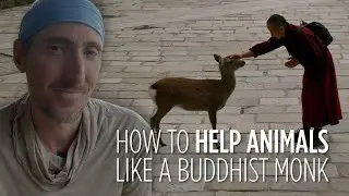 Feeling Helpless About Animal Suffering? Then you haven't tried this