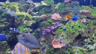 How To Get Rid Of Bad Algae FAST day 2 Reef Flux