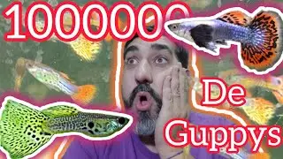 visiitamos un criadero de GUPPYS DE LINEA @eltioguppilin