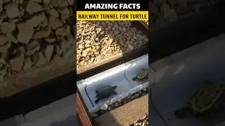 Amazing facts about japan railways | Traffic jam | facts about oxygen mask | #japan #viral #shorts
