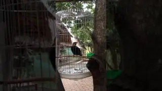 Talking mynah bird in Cambodia laughs at people Phnom Penh Khmer