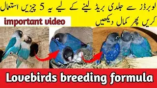 love birds best breeding 5 foods | love birds natural breeding formula