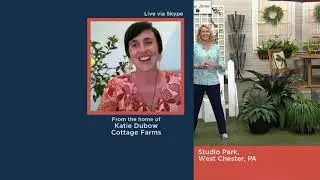 Cottage Farms Mangave Collection with Grower's Pot on QVC