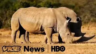 Selling the Rhino in South Africa: VICE News Tonight on HBO