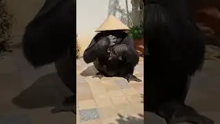 Sudden Awakening For Dog And Hens By A Playful Gorilla Musician