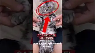 SMOOTH CAT DANCE MOVE  EVER! #shorts #cute #animals