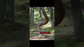 Hutan di Rusia Ini Punya Pohon yang 'Menari'! 🌳💃
