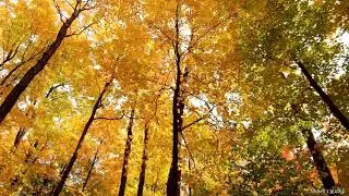 Working Music | Relaxing Music | Beautiful Music | Stress Relief Music | MrBell'z தமிழ்