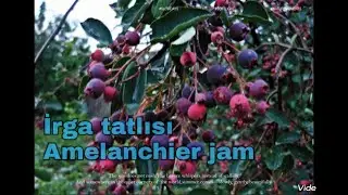 İrga tatlısı - Amelanchier jam. Halal.