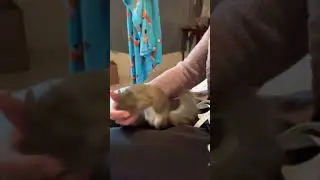 Rescue squirrel Pip loves playing with his Ma