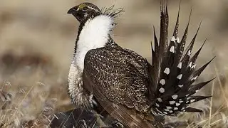 American Birds 11 : Sage Grouse (Centrocercus Urophasianus) | USFWS/NCTC