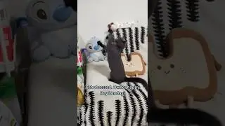 Watch my kitten Play with this is true happiness of my day! #catshorts #cattoys #catlife #catlovers