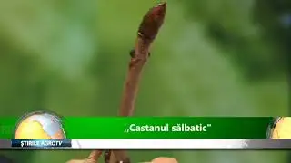 Castanul salbatic 01 04 2019