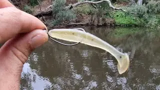 Just How Good Are The Munroes Glass Monkey Paddle Tails For Australian Bass? #shimano #munroes
