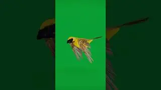 Asian Golden Weaver Bird #game #bird #nyilonelycompany #animals #endangered #wildlife #weaver #asia