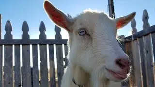 How To Tell If Your Goat Is In Active Labor