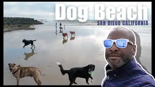 San Diego&rsquo;s Dog Beach: Leash-Free Fun & Puppy Rescue Surprise