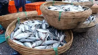 🔴 LIVE: Inside KB Seafood & Fishing Market Bagerhat | Fresh Fish Processing for USA & Europe Viewers