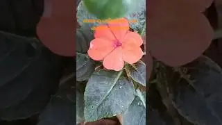 Many colored flowers on the same plant 🥰@reshmasanthosh7661#shortsfeed#youtubeshorts🥰