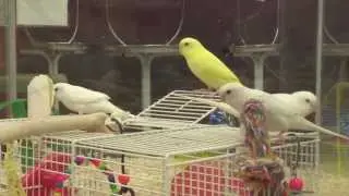 Petland Kamloops Store Video 2013