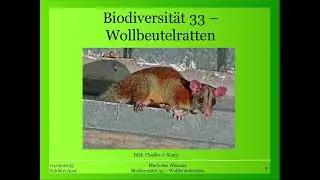 Biodiversität 33 - Wollbeutelratten (Caluromys)