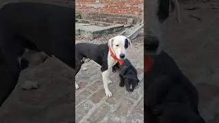 Pitbull hate vs love ❤️ 😍 💖 ❣️ #pitbulllove #funny