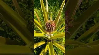 EPIC PINEAPPLE TIMELAPSE #4thofjuly #pineapple #pineapplerecipes #gardeningtips