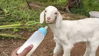 Bottle Feeding Baby Goat! முதல் முறையாக பால் குடித்தது