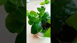 Mera mogare ka plant 🪴 #minivlog  #plants #nature #mogara#growth #garden #view #viral#short #ytshort