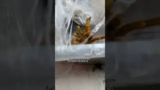 Short Glimpse at My Bright Orange OBT (Pterinochilus Murinus) #tarantula #obt #tarantulashorts