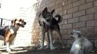 Cage-free Dog Boarding in Granada Hills CA | Green Doggie Home Boarding [Video]