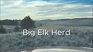 160+ Big Elk Herd Crossing a Fenceline #wyoming #elk #wildlife #hunting