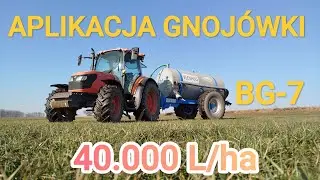 Aplikacja GNOJÓWKI - 40.000l/ha. Barenbrug BG -7 Milkway WATER