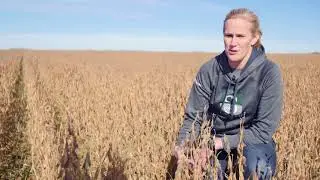 Cover Crops Flown On Into Soybean