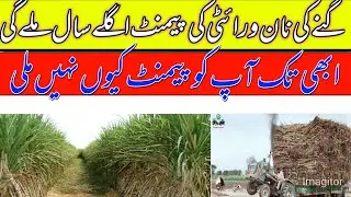 shugarcane non varaity rates in punjab/Shugarmil information today 2024/local farmers