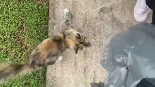 The cat nature lady full of loyalty my heart is broken due to family lost in life my heart is pure..