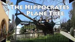 Hippocrates' Plane Tree in Kos Town on the island of Kos in Greece