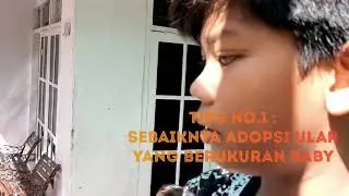 Memelihara dan Merawat Ular Dipong