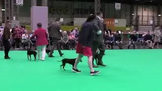 CRUFTS 2023, English toy terrier